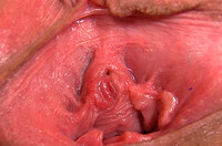 Gapemypussy.com Buy Trial s0