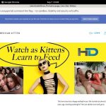 Americankitten.com Password Share